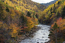 Creek in boreal forest in autumn, MacKenzie River, Cape Breton Highlands National Park, Cape Breton Island, Nova Scotia, Canada