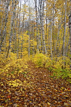 Paper Birch (Betula papyrifera) forest and path in autumn, Cape Breton Island, Nova Scotia, Canada