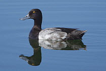 Lesser Scaup (Aythya affinis) male, Yellowstone National Park, Wyoming