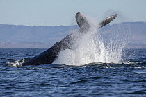 Humpback Whale (Megaptera novaeangliae) tail slapping, Monterey Bay, California
