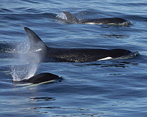 Orca (Orcinus orca) pod surfacing, Monterey Bay, California