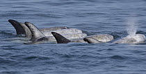 Risso's Dolphin (Grampus griseus) pod surfacing, Monterey Bay, California
