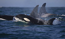 Orca (Orcinus orca) pod surfacing, Monterey Bay, California