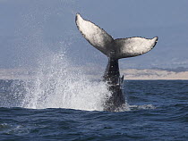 Humpback Whale (Megaptera novaeangliae) tail slapping, Monterey Bay, California