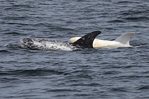 Risso's Dolphin (Grampus griseus) pair, one being albino, surfacing, Monterey Bay, California