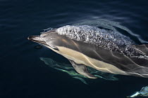 Risso's Dolphin (Grampus griseus) surfacing, California
