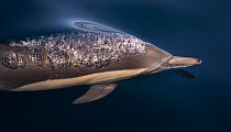 Common Dolphin (Delphinus delphis) surfacing, California