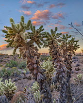 Cholla (Opuntia sp) cacti, Poachie Range, Arizona