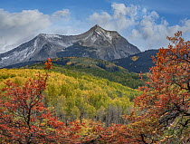 Oak (Quercus sp) and Quaking Aspen (Populus tremuloides) trees in autumn, East Beckwith Mountain, West Elk Mountains, Gunnison National Forest, Colorado