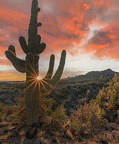 Saguaro (Carnegiea gigantea) cactus at sunset, Poachie Range, Arizona