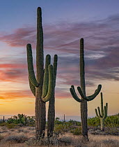 Saguaro (Carnegiea gigantea) cacti, Saguaro National Park, Arizona