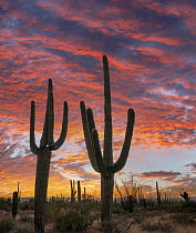 Saguaro (Carnegiea gigantea) cacti at sunset, Saguaro National Park, Arizona