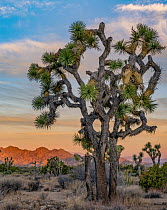 Joshua Tree (Yucca brevifolia), San Bernadino Mountain, Joshua Tree National Park, California