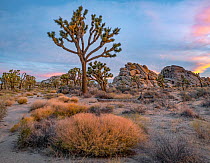 Joshua Tree (Yucca brevifolia) group and boulders, Joshua Tree National Park, California
