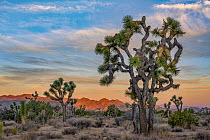 Joshua Tree (Yucca brevifolia) group, San Bernadino Mountain, Joshua Tree National Park, California