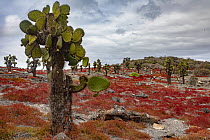 Prickly Pear Cactus (Opuntia galapageia) group and winter plants, Santa Fe Island, Galapagos Islands, Ecuador