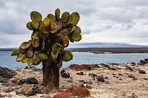 Prickly Pear Cactus (Opuntia galapageia) along coast, Santa Fe Island, Galapagos Islands, Ecuador