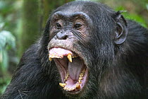 Chimpanzee (Pan troglodytes) pant-hooting, Kibale National Park, Uganda