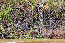 Jaguar (Panthera onca) climbing down riverbank, Pantanal, Brazil