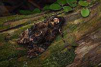 Death's Head Hawk Moth (Acherontia lachesis), Kubah National Park, Sarawak, Borneo, Malaysia