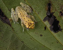 Bornean Opposite-fingered Tree Frog (Feihyla inexpectata), Mulu National Park, Sarawak, Borneo, Malaysia