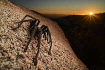 California Ebony Tarantula (Aphonopelma eutylenum) male at sunset, Ramona, California