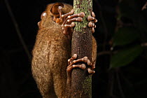 Horsfield's Tarsier (Cephalopachus bancanus) fingers adept for climbing, Sarawak, Borneo, Malaysia