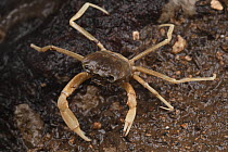 Cave Crab (Stygothelphusa cranbrooki), endemic to a single limestone cave, Sarawak, Borneo, Malaysia