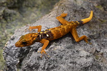 Gecko (Cnemaspis sp), undescribed species endemic to particular limestone cave, Gua Baju, Sarawak, Borneo, Malaysia