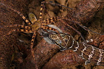 Huntsman Spider (Heteropoda sp) defending egg sac from Peters' Bow-fingered Gecko (Cyrtodactylus consobrinus), Gua Baju, Sarawak, Borneo, Malaysia