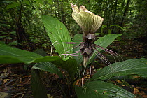 Batplant (Tacca integrifolia) flower, Sarawak, Borneo, Malaysia