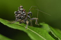 Wasp-mimicking Assassin Bug (Inara flavopicta) nymph with ant carcasses glued to its back for concealment, Sarawak, Borneo, Malaysia