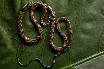 Paradise Tree Snake (Chrysopelea paradisi), Sarawak, Borneo, Malaysia