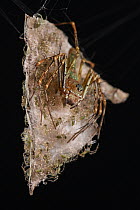 Hieroglyph Fairy Lynx Spider (Hamadruas hieroglyphica) mother guarding spiderlings, Sarawak, Borneo, Malaysia