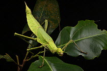 Malayan Jungle Nymph (Heteropteryx dilatata) female, Sarawak, Borneo, Malaysia