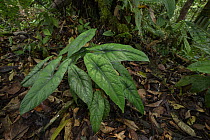 Taro (Alocasia puncakborneensis), newly described species, Sarawak, Borneo, Malaysia