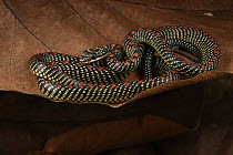 Paradise Tree Snake (Chrysopelea paradisi), Sarawak, Borneo, Malaysia