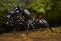 Ant (Cephalotes sp) carrying worker to save its energy, Manu National Park, Peru