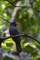 Black-fronted Nunbird (Monasa nigrifrons) with prey, Tambopata Research Center, Peru