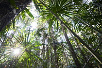 Palm swamp in tropical rainforest, Tambopata Research Center, Peru