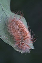 Caterpillar, Manu National Park, Peru