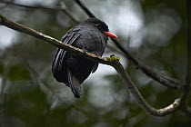 Black-fronted Nunbird (Monasa nigrifrons), Tambopata Research Center, Peru