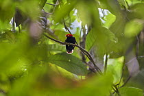 Red-capped Manakin (Pipra mentalis), Manu National Park, Peru