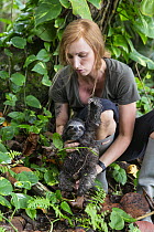 Brown-throated Three-toed Sloth (Bradypus variegatus) biologist, Rebecca Cliffe, rescuing seven-month-old juvenile sloth found on the ground shivering at high traffic beach, Puerto Viejo de Talamanca,...