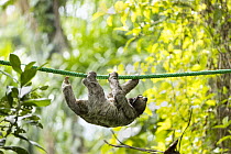 Brown-throated Three-toed Sloth (Bradypus variegatus) crossing bridge built by Sloth Conservation Foundation, Puerto Viejo de Talamanca, Costa Rica