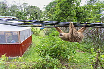 Hoffmann's Two-toed Sloth (Choloepus hoffmanni) hanging on powerline, a threat of electrocution for sloths, Puerto Viejo de Talamanca, Costa Rica
