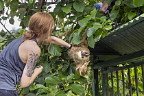 Hoffmann's Two-toed Sloth (Choloepus hoffmanni) biologist, Rebecca Cliffe, rescuing sloth that was displaced after its trees were illegally cut down, Puerto Viejo de Talamanca, Costa Rica
