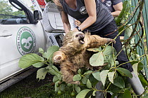 Hoffmann's Two-toed Sloth (Choloepus hoffmanni) biologist, Rebecca Cliffe, rescuing sloth that was displaced after its trees were illegally cut down, Puerto Viejo de Talamanca, Costa Rica