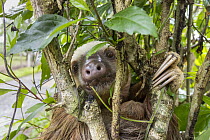 Hoffmann's Two-toed Sloth (Choloepus hoffmanni) displaced when its tree was illegally cut down, resting in hedge along road, Puerto Viejo de Talamanca, Costa Rica