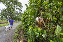 Hoffmann's Two-toed Sloth (Choloepus hoffmanni) displaced when its tree was illegally cut down, resting in hedge along road, Puerto Viejo de Talamanca, Costa Rica
